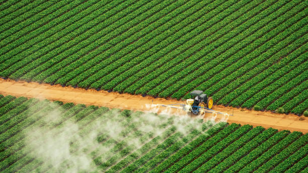 Best Ant Control Services  in Berea, OH