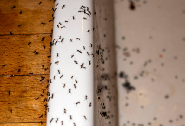 Best Affordable Pest Control Services  in Berea, OH