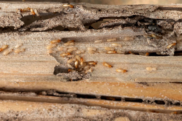 Best Wasp Removal Services  in Berea, OH