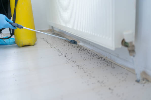 Best Termite Control Services  in Berea, OH